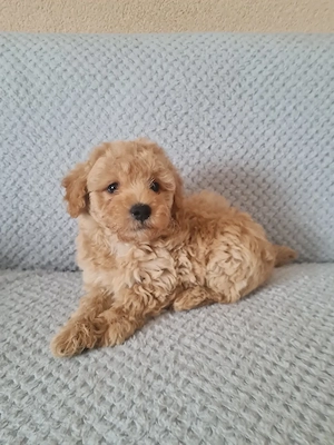 Maltipoo  kiskutya - kép 4