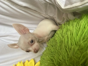 Csivava kiskutya eladó - kép 2