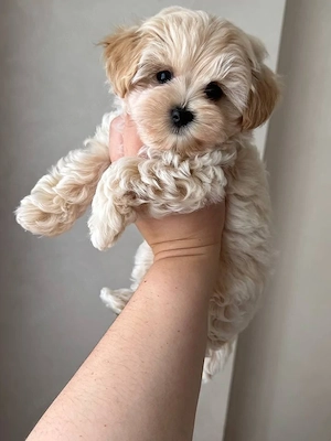 Maltipoo kölykök  - kép 3