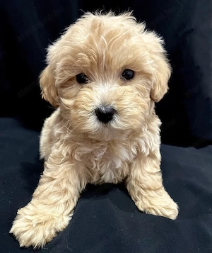 Maltipoo kölykök  - kép 4