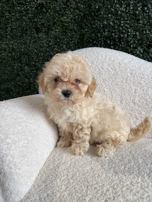 Maltipoo kölykök  - kép 2