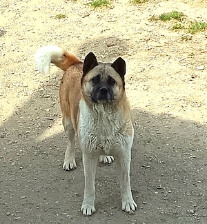 Akita alyánd kba ingyen elvihető  - kép 2