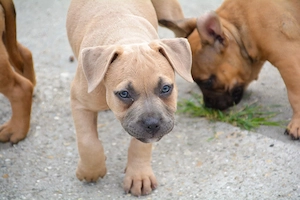 American bully kiskutya  - kép 4