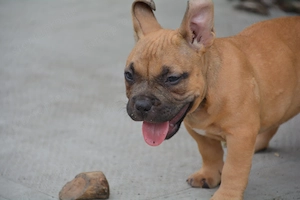 American bully kiskutya  - kép 2
