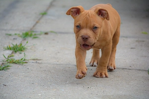 American bully kiskutya 