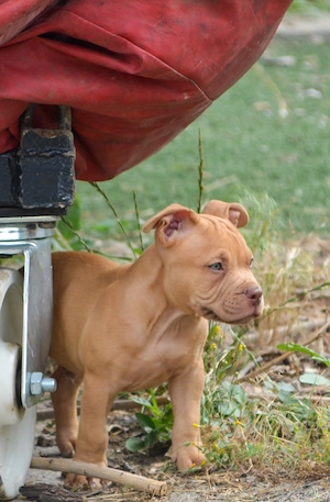American bully kiskutya  - kép 5