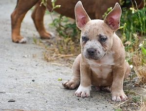 American bully kiskutya  - kép 3