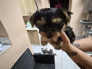 Yorkshire terrier