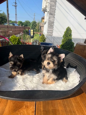 yorkshire terrier kutyusok - kép 2