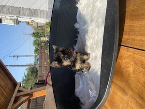 yorkshire terrier kutyusok - kép 3