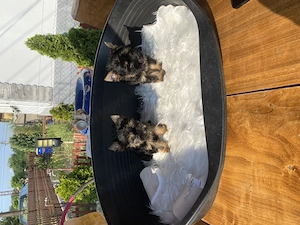 yorkshire terrier kutyusok - kép 4