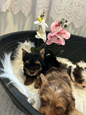 Yorkshire terrier kutyusok - kép 5