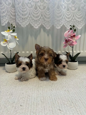 Yorkshire terrier kutyusok - kép 2