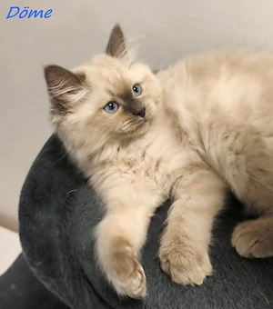 Gyönyörű ragdoll kiscicák - kép 3