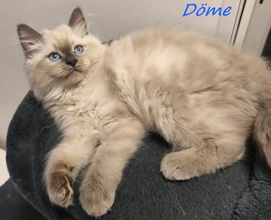 Gyönyörű ragdoll kiscicák - kép 2