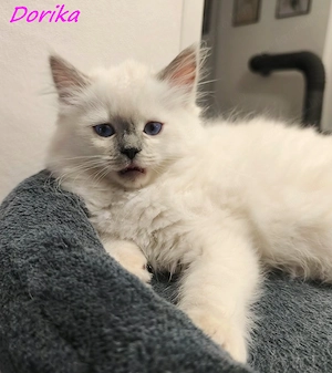 Gyönyörű ragdoll kiscicák - kép 5