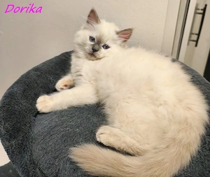 Gyönyörű ragdoll kiscicák - kép 4