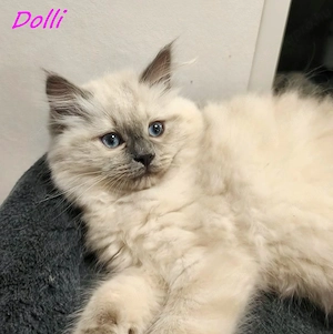 Gyönyörű ragdoll kiscicák - kép 9