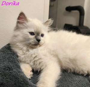 Gyönyörű ragdoll kiscicák - kép 6