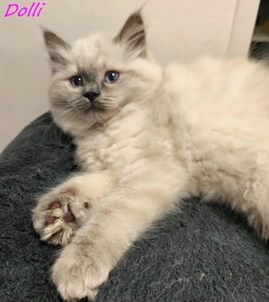 Gyönyörű ragdoll kiscicák - kép 8