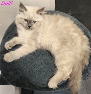 Gyönyörű ragdoll kiscicák - kép 7