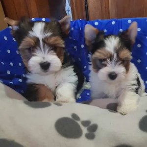 2 hónapos Biewer Yorkshire Yorki mini kisfiú  és kislány oltva, keresi gazdiját! - kép 2