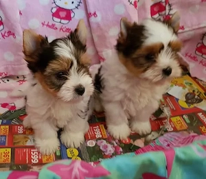 2 hónapos Biewer Yorkshire Yorki mini kisfiú  és kislány oltva, keresi gazdiját!