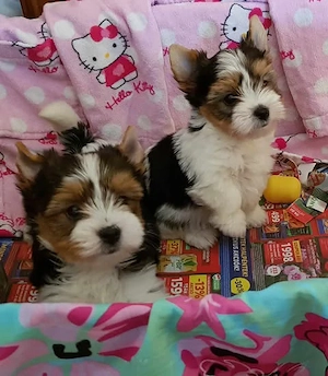 Gyönyörű Biewer Yorki Yorkshire terrier 2 hónapos  1 kisfiú és 1 kislány keresi szerető családját! - kép 3