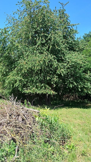 Eladó idilli helyen lévő telek Zala megyében!!! - kép 10