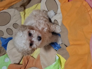 Maltipoo szuka, kan kiskutyák  - kép 2
