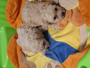 Maltipoo szuka, kan kiskutyák  - kép 3