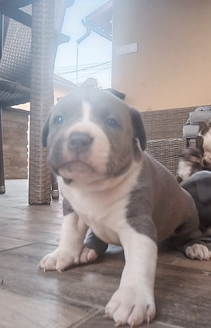 Kék Amerikai staffordshire terrier jellegű kiskutyák 