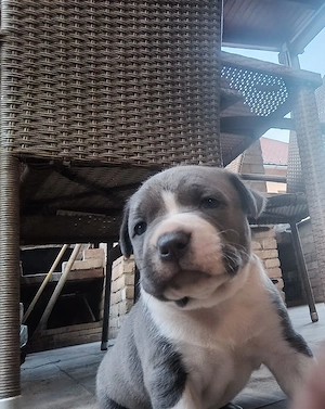 Kék Amerikai staffordshire terrier jellegű kiskutyák  - kép 2