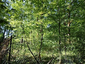 Kismaroson eladó ősfás építési telek Börzsönyligeten - kép 8