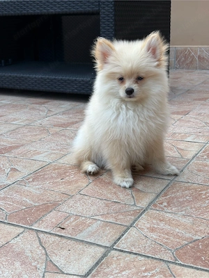Pomerániai Törpe Spitz kiskutya