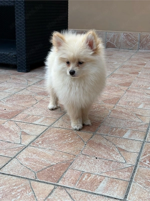 Pomerániai Törpe Spitz kiskutya - kép 2
