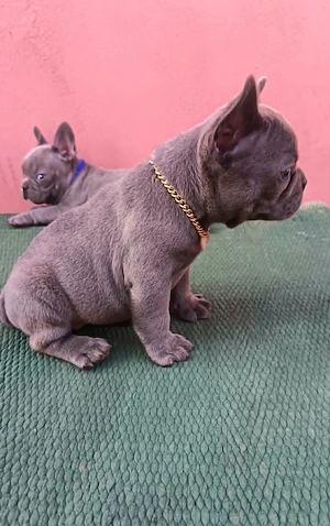 Francia bulldog, kék (blue) lány - kép 2