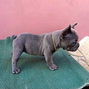 Francia bulldog, kék (blue) lány - kép 3
