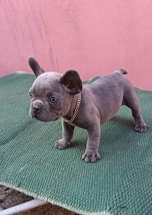 Francia bulldog, kék (blue) lány - kép 5