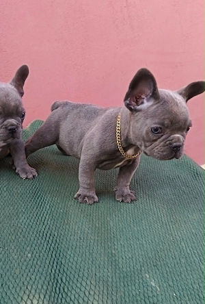 Francia bulldog, kék (blue) lány - kép 4