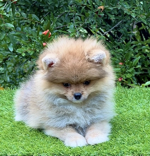 Pomerániai törpe spitz szuka - kép 2