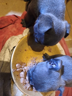 Francia bulldog kiskutyák eladók! - kép 5