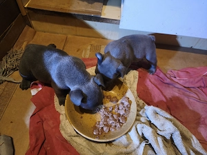 Francia bulldog kiskutyák eladók! - kép 4