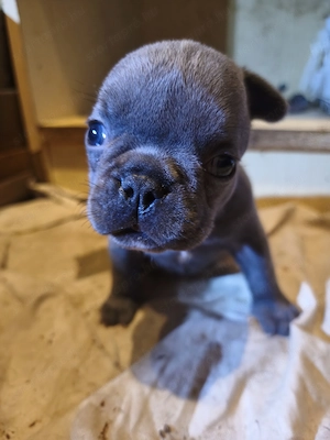 Francia bulldog kiskutyák eladók! - kép 3