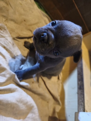 Francia bulldog kiskutyák eladók! - kép 2