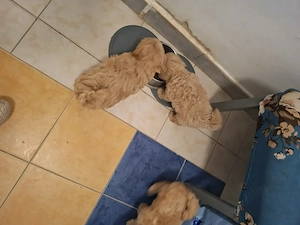 Málltipo babák eladóak.uszkár - kép 5
