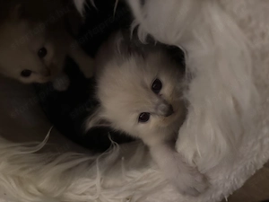 Ragdoll lány előjegyezhető