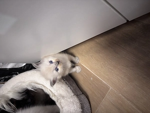 Ragdoll lány előjegyezhető - kép 2