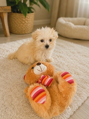 Tündéri bichon havanese kiskutyák eladók !