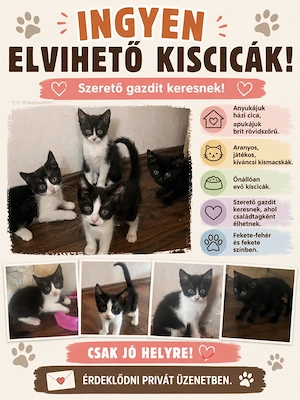 Ingyen elvihető kismacskák